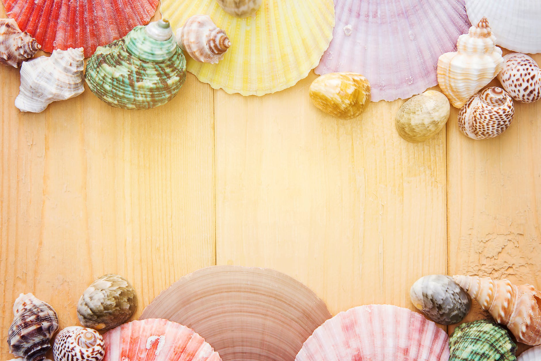 assorted color seashells