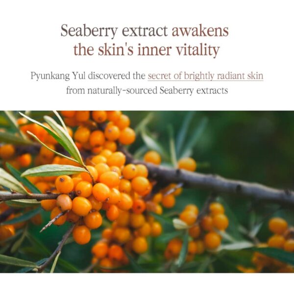 💕Buy1 Get1 FREE💕 Pyunkang yul Black Tea Boosting Serum - Image 6