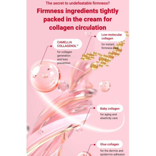 ROUND LAB Camellia Deep Collagen Firming Cream 50ml Set (+10ml) - Image 3